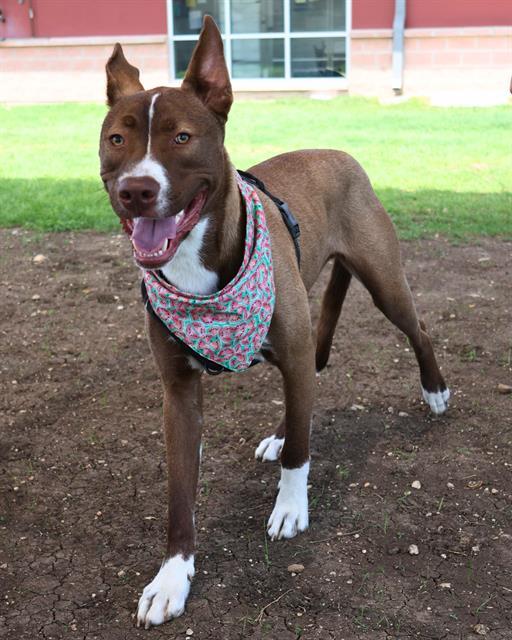 Enlarge DOGGIE, a Adoptable mixed breed in San Antonio, TX image 1/1