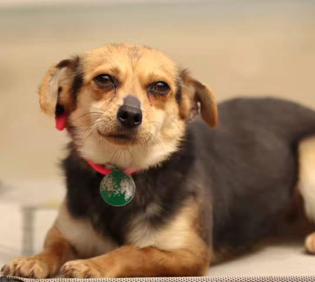 Enlarge Navy, a Adoptable Terrier in San Francisco, CA image 1/1
