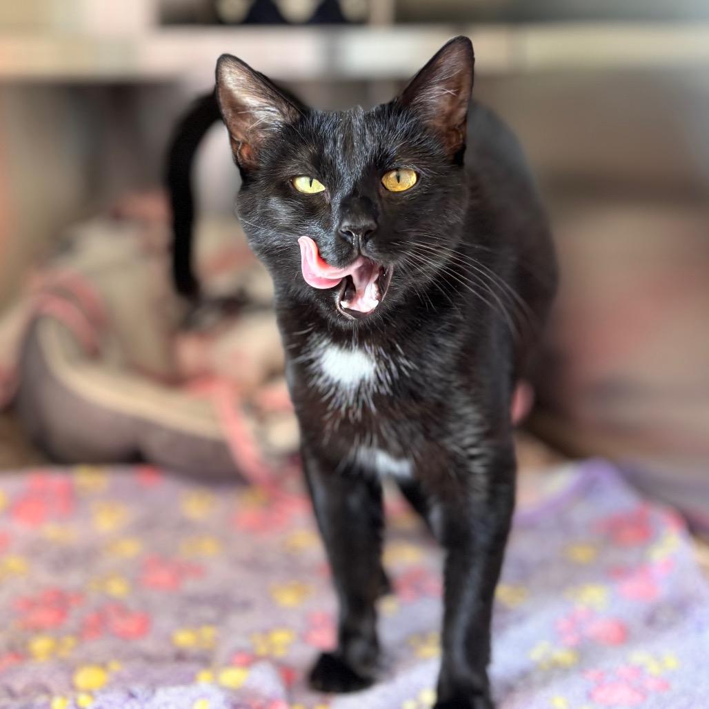 Enlarge Juliette, a Adoptable Domestic Short Hair in Nashville, IN image 2/5