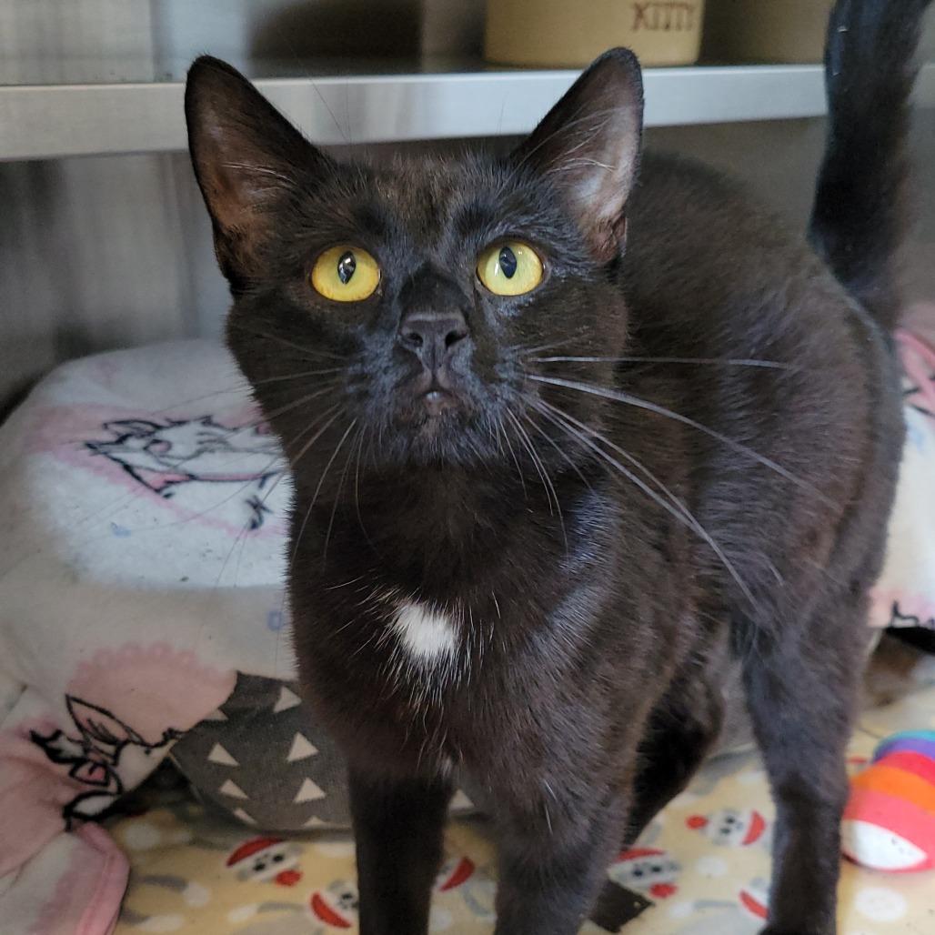 Enlarge Juliette, a Adoptable Domestic Short Hair in Nashville, IN image 3/5