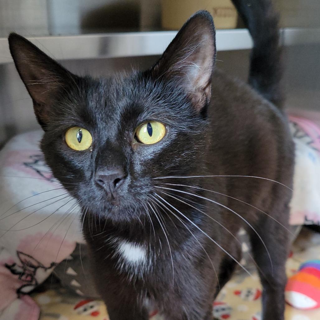 Enlarge Juliette, a Adoptable Domestic Short Hair in Nashville, IN image 4/5