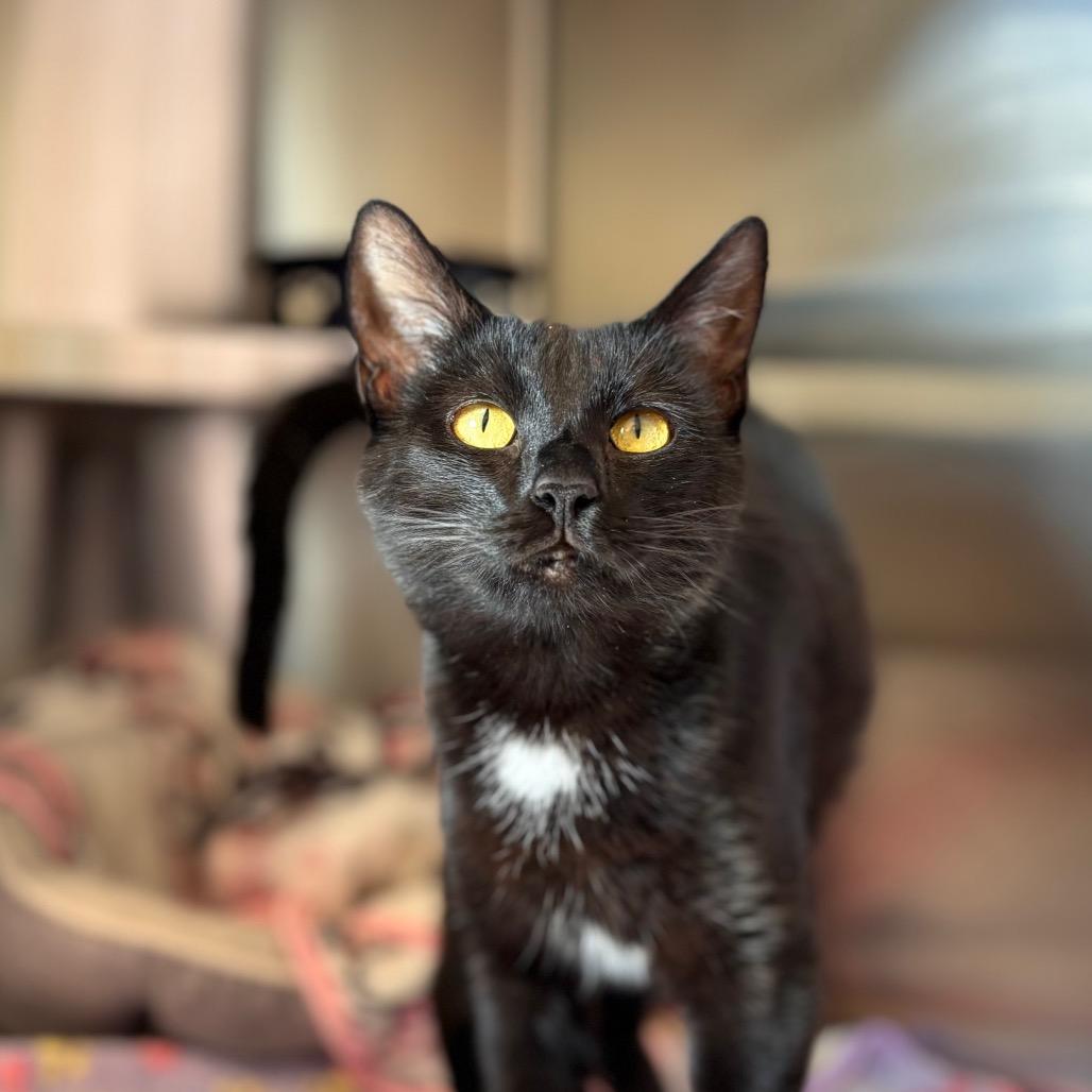 Enlarge Juliette, a Adoptable Domestic Short Hair in Nashville, IN image 5/5