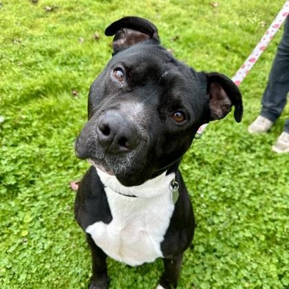 Fenway, Adoptable, Adult Male Mixed Breed.