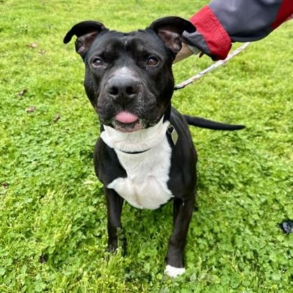 Fenway, a Adoptable mixed breed in Roseburg, OR image 3/3