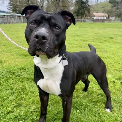 Fenway, a Adoptable mixed breed in Roseburg, OR image 2/3