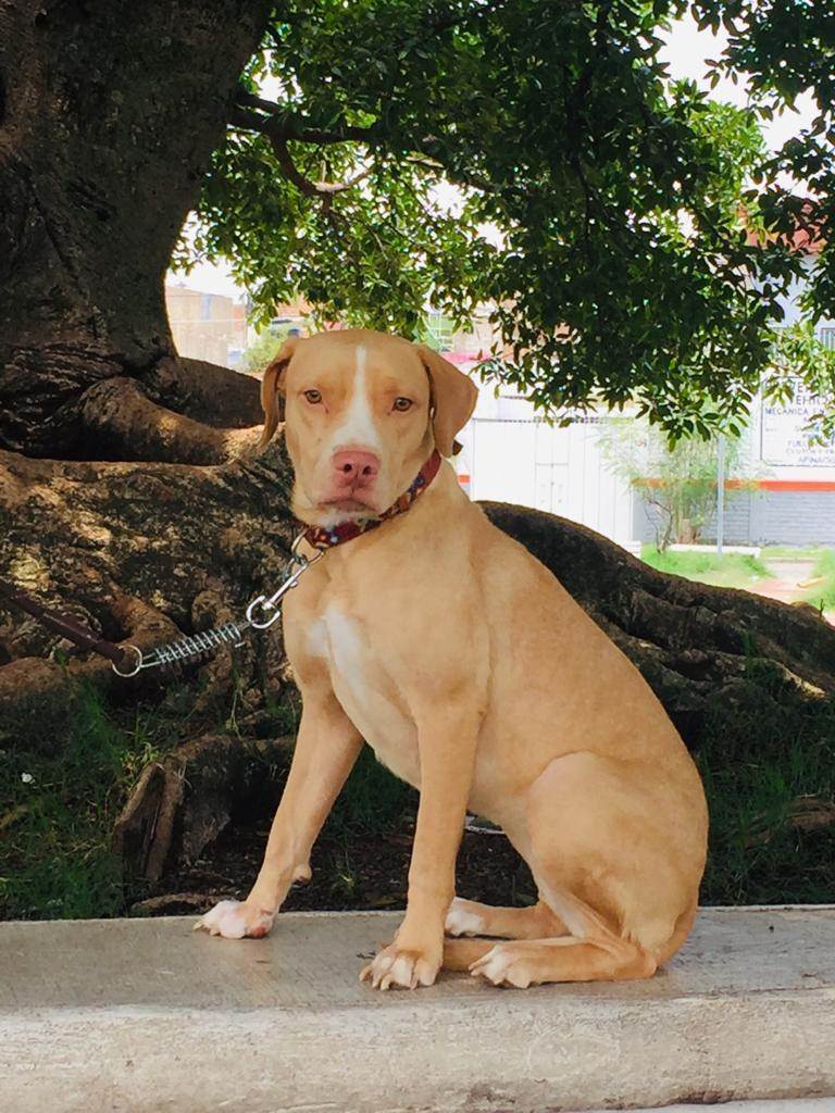 Lissa, a Adoptable mixed breed in Sherwood, OR image 1/5