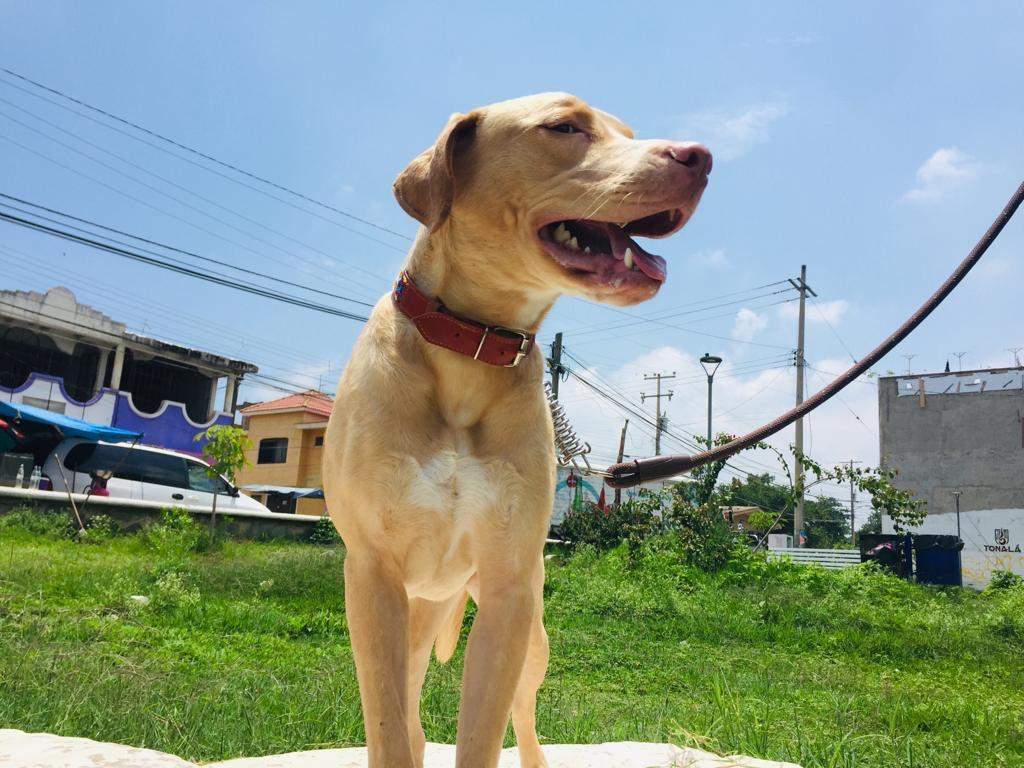 Lissa, a Adoptable mixed breed in Sherwood, OR image 2/5