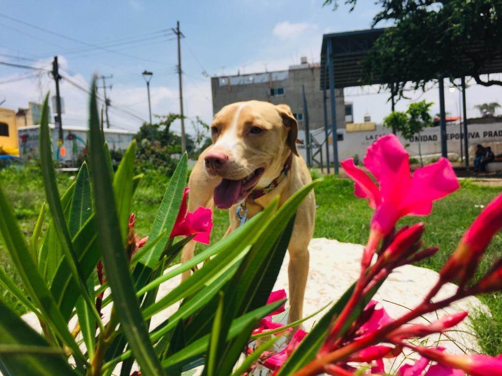 Lissa, a Adoptable mixed breed in Sherwood, OR image 3/5