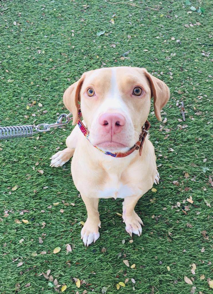 Lissa, a Adoptable mixed breed in Sherwood, OR image 4/5