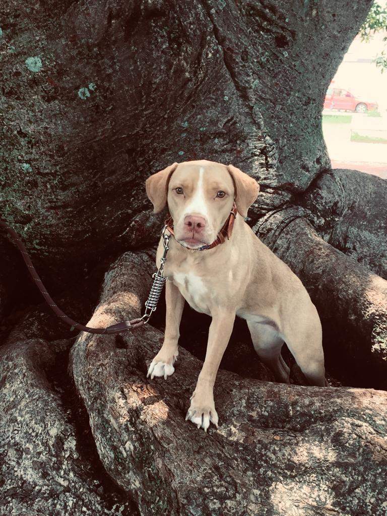 Lissa, a Adoptable mixed breed in Sherwood, OR image 5/5