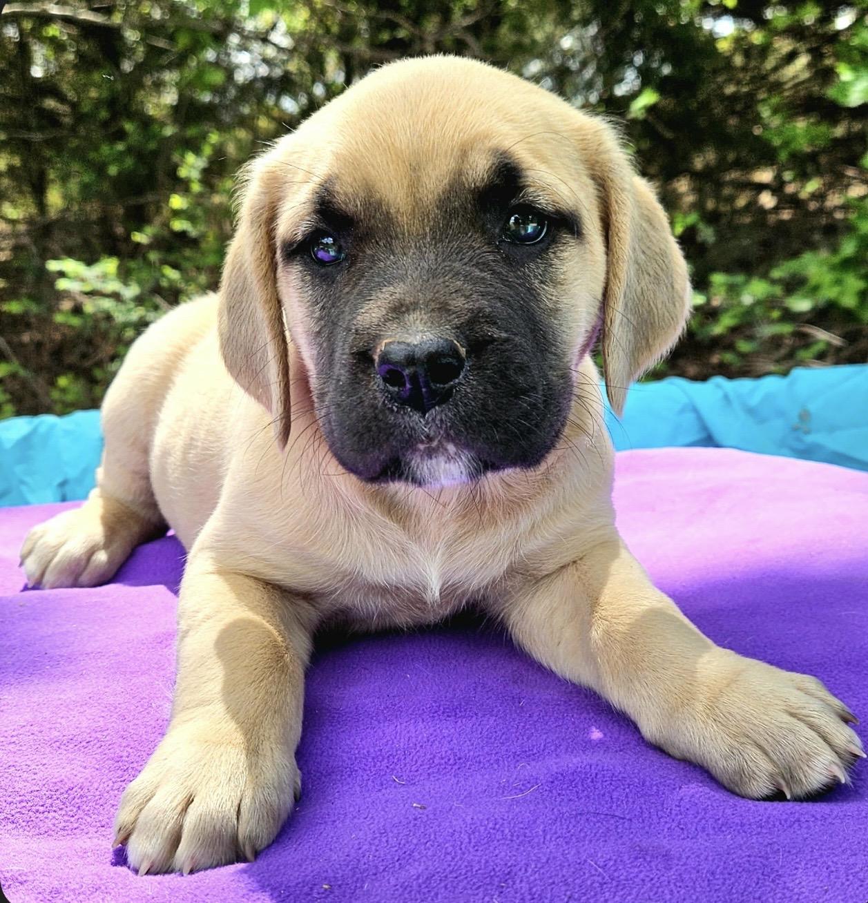 Enlarge Jujube , a ADOPTABLE mixed breed in Pelham, NH image 5/6