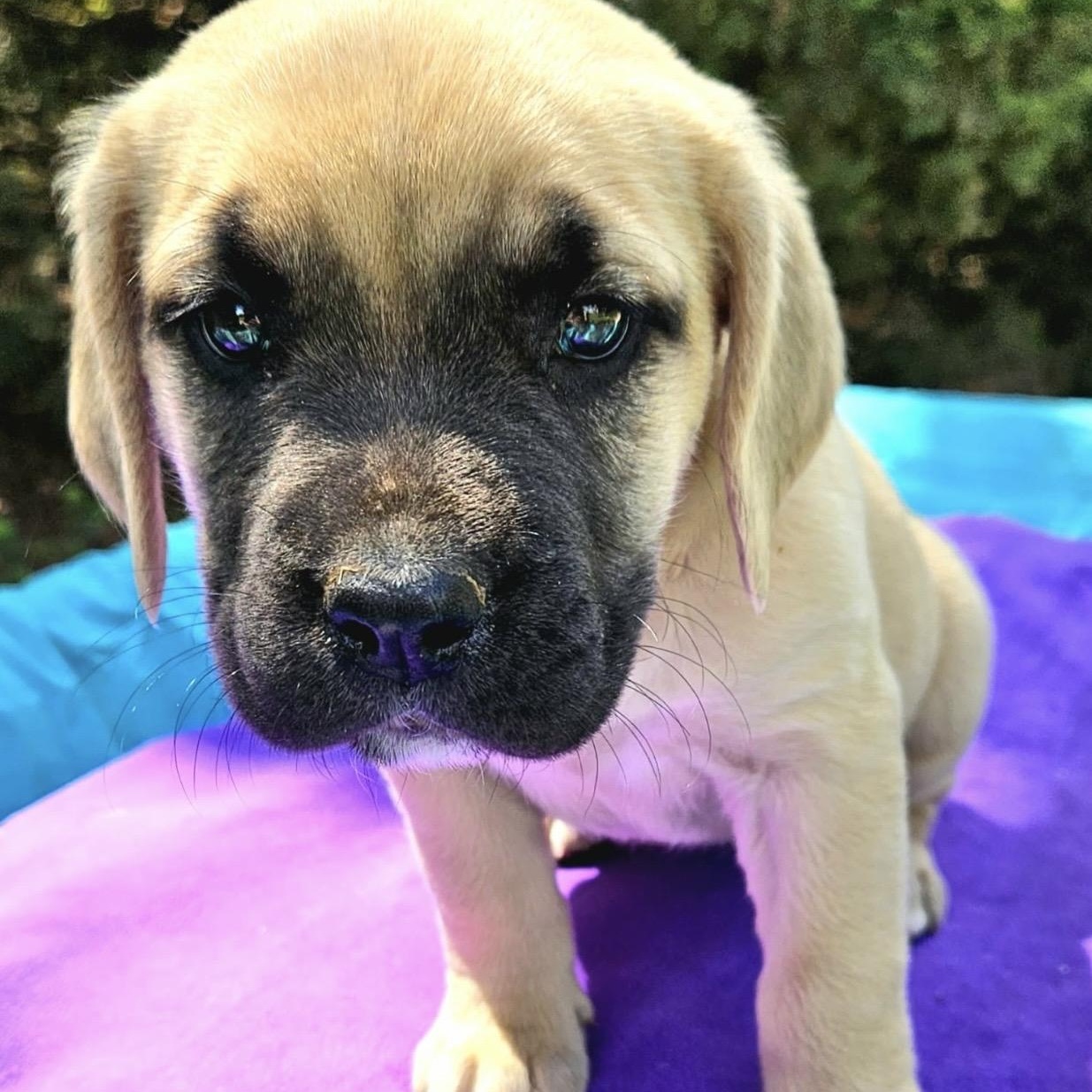 Enlarge Jujube , a ADOPTABLE mixed breed in Pelham, NH image 3/6