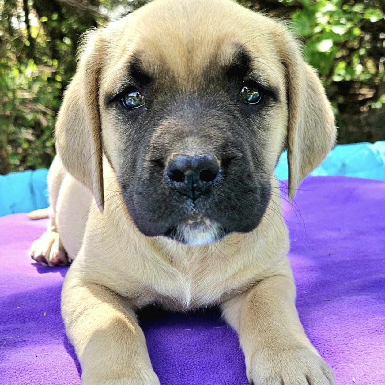 Enlarge Jujube , a ADOPTABLE mixed breed in Pelham, NH image 2/6