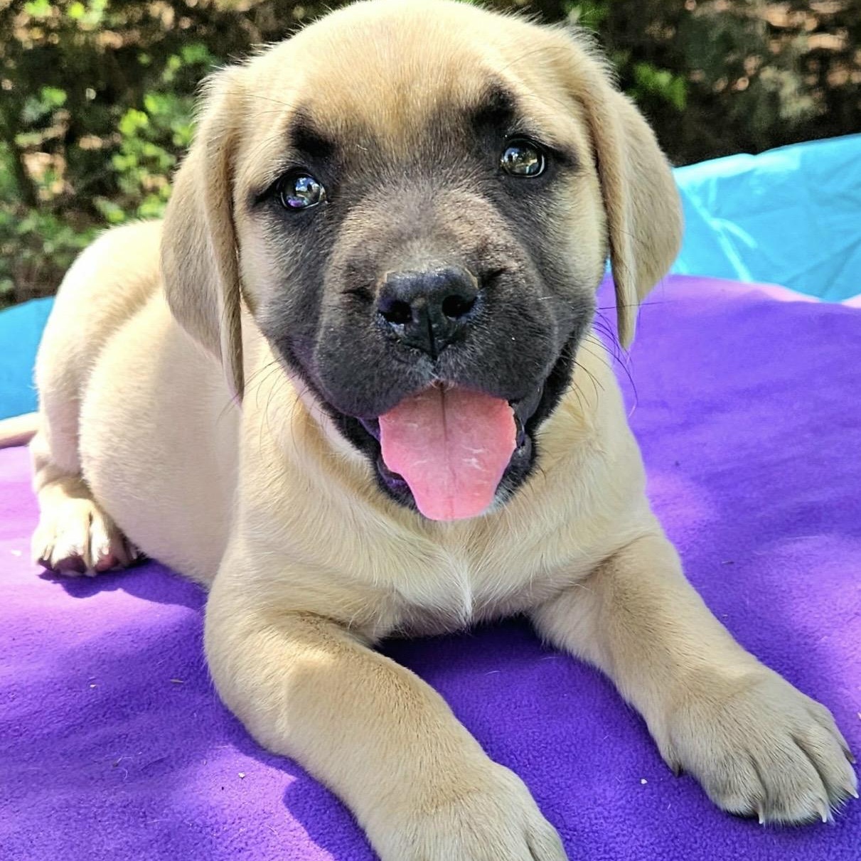 Enlarge Jujube , a ADOPTABLE mixed breed in Pelham, NH image 4/6