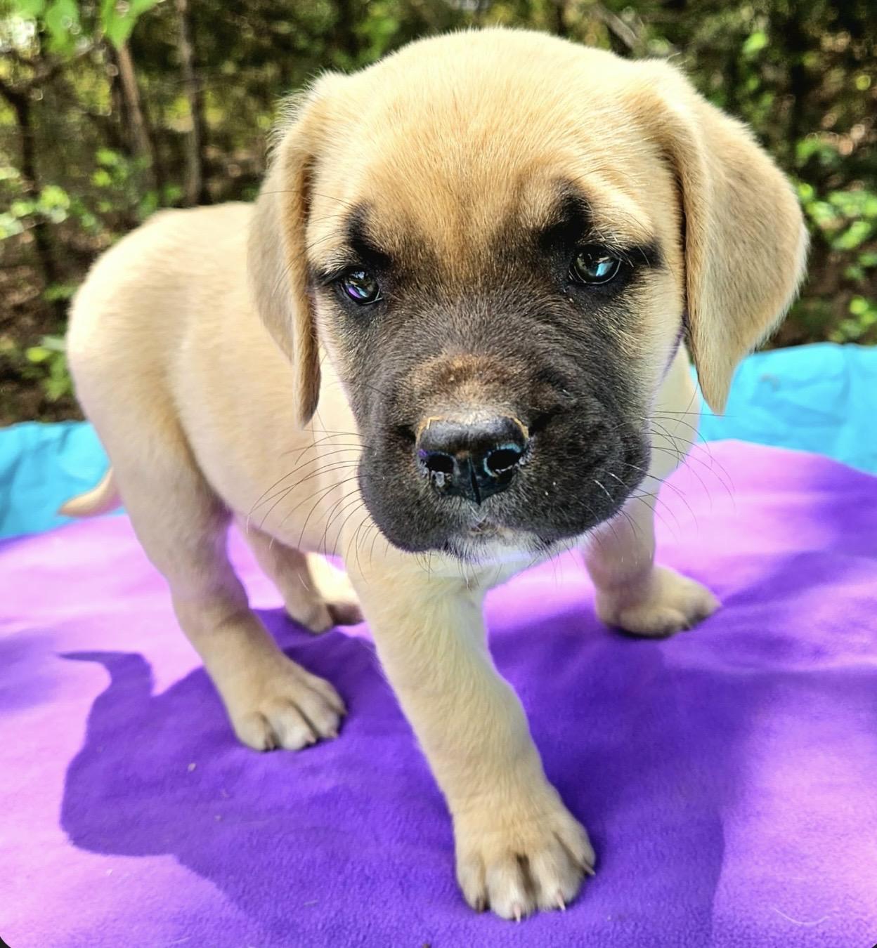 Enlarge Jujube , a ADOPTABLE mixed breed in Pelham, NH image 6/6