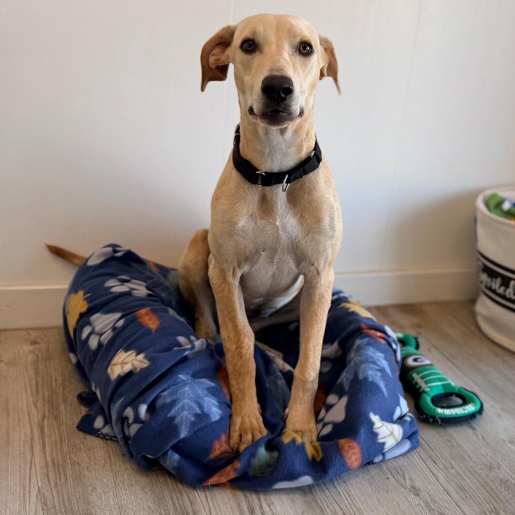 Carly, Adoptable, Young Female Labrador Retriever & Hound.