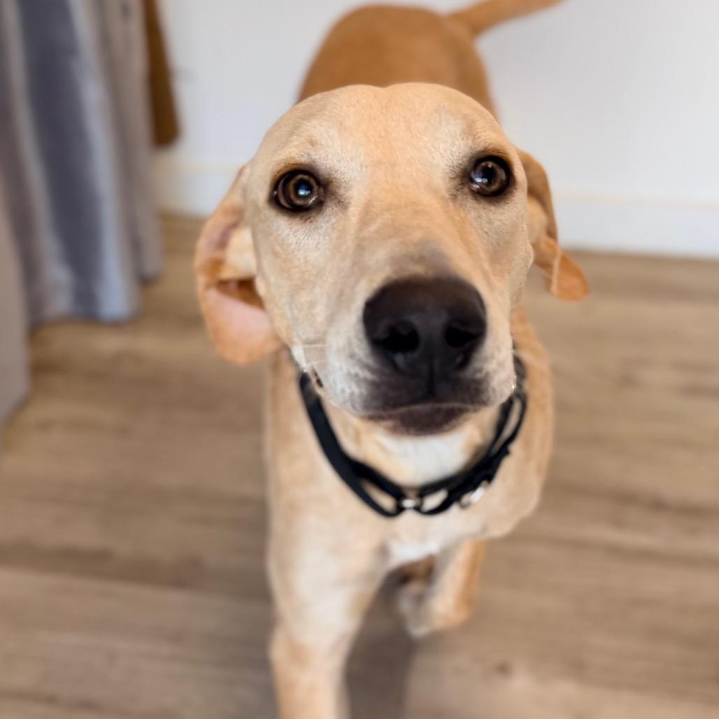 Enlarge Carly, a Adoptable mixed breed in Green Bay, WI image 2/6