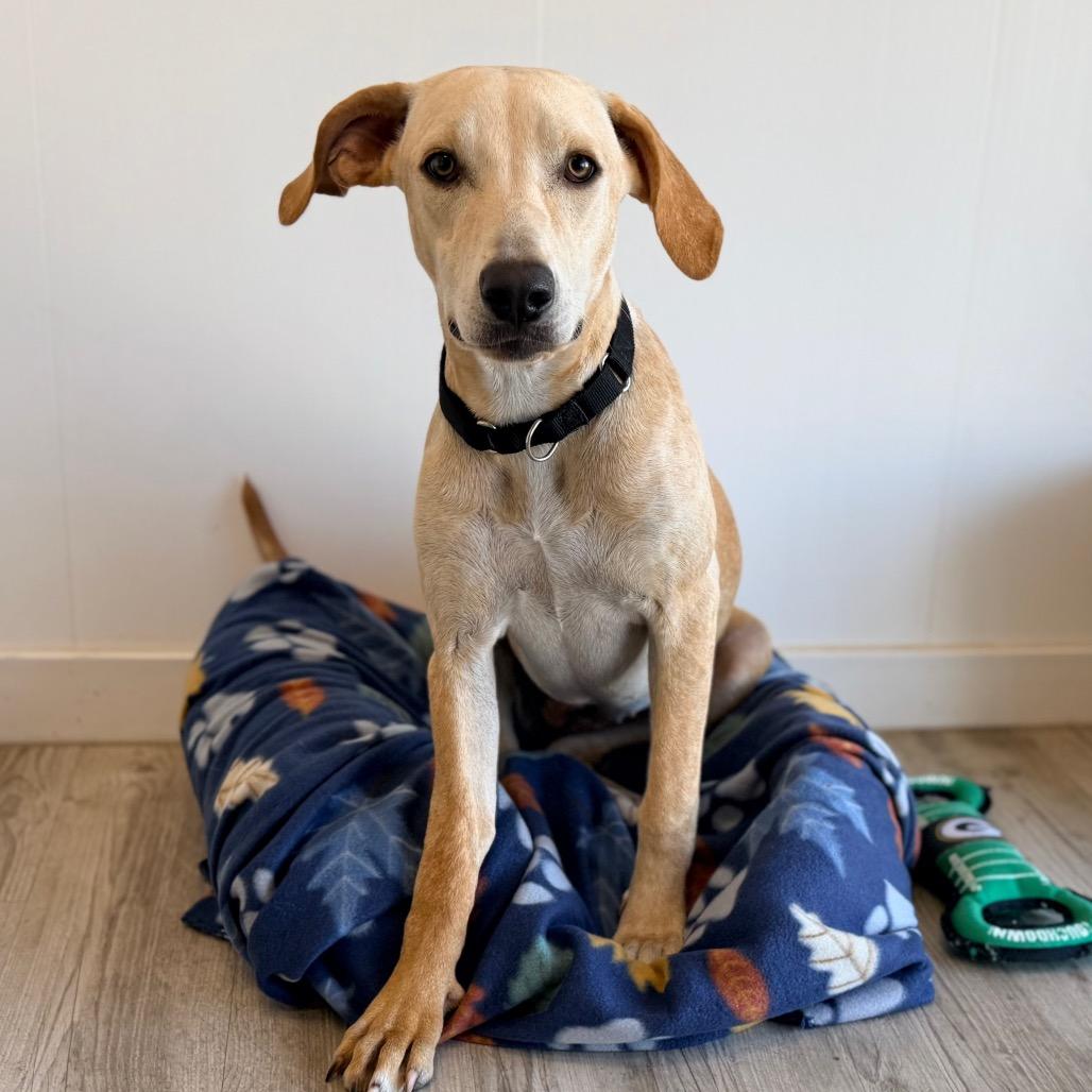 Enlarge Carly, a Adoptable mixed breed in Green Bay, WI image 3/6