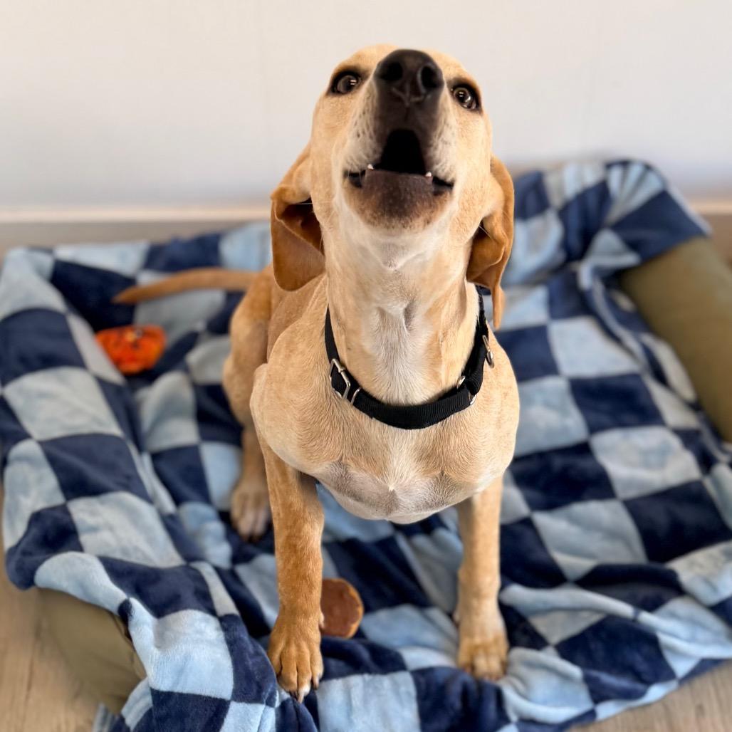 Enlarge Carly, a Adoptable mixed breed in Green Bay, WI image 4/6
