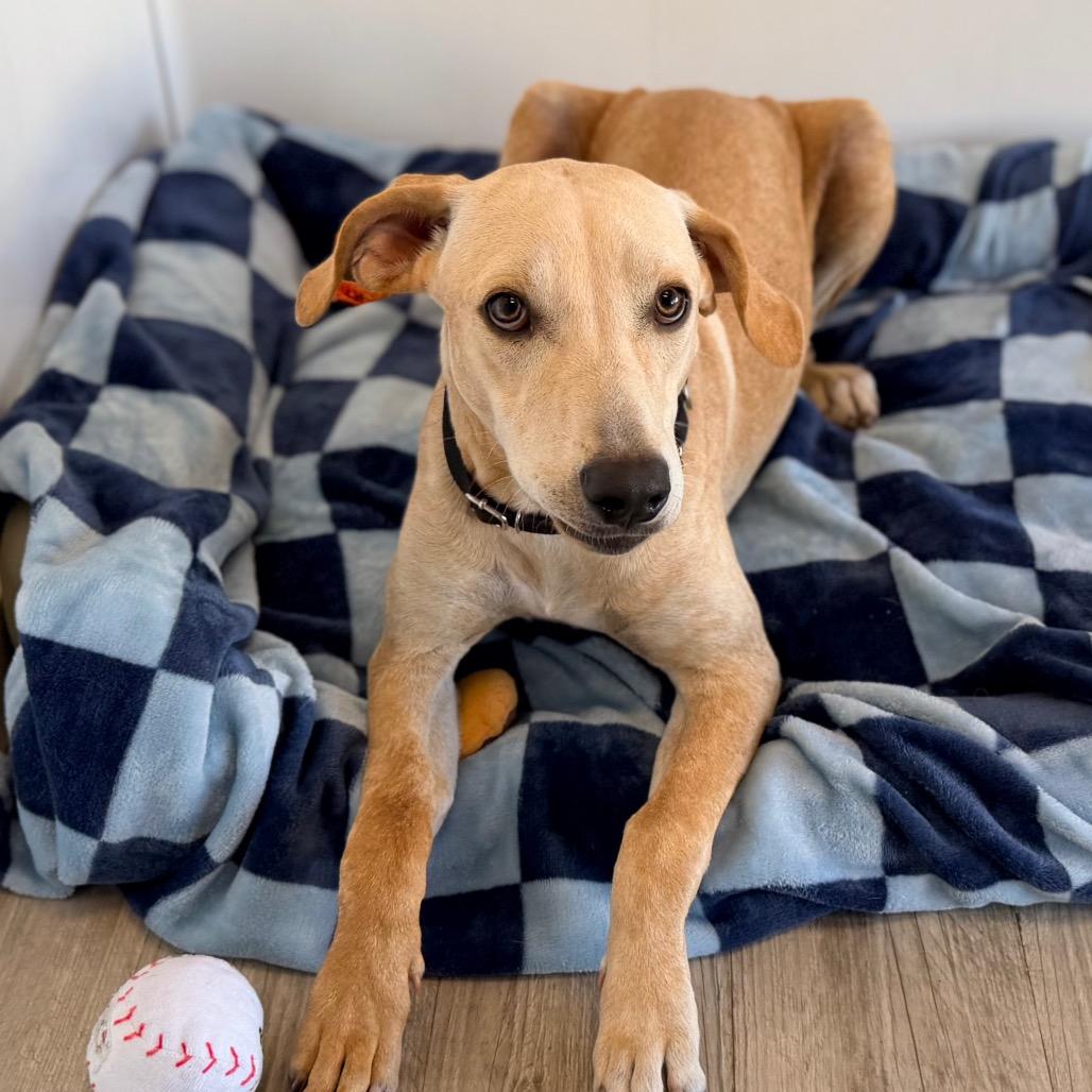 Enlarge Carly, a Adoptable mixed breed in Green Bay, WI image 5/6