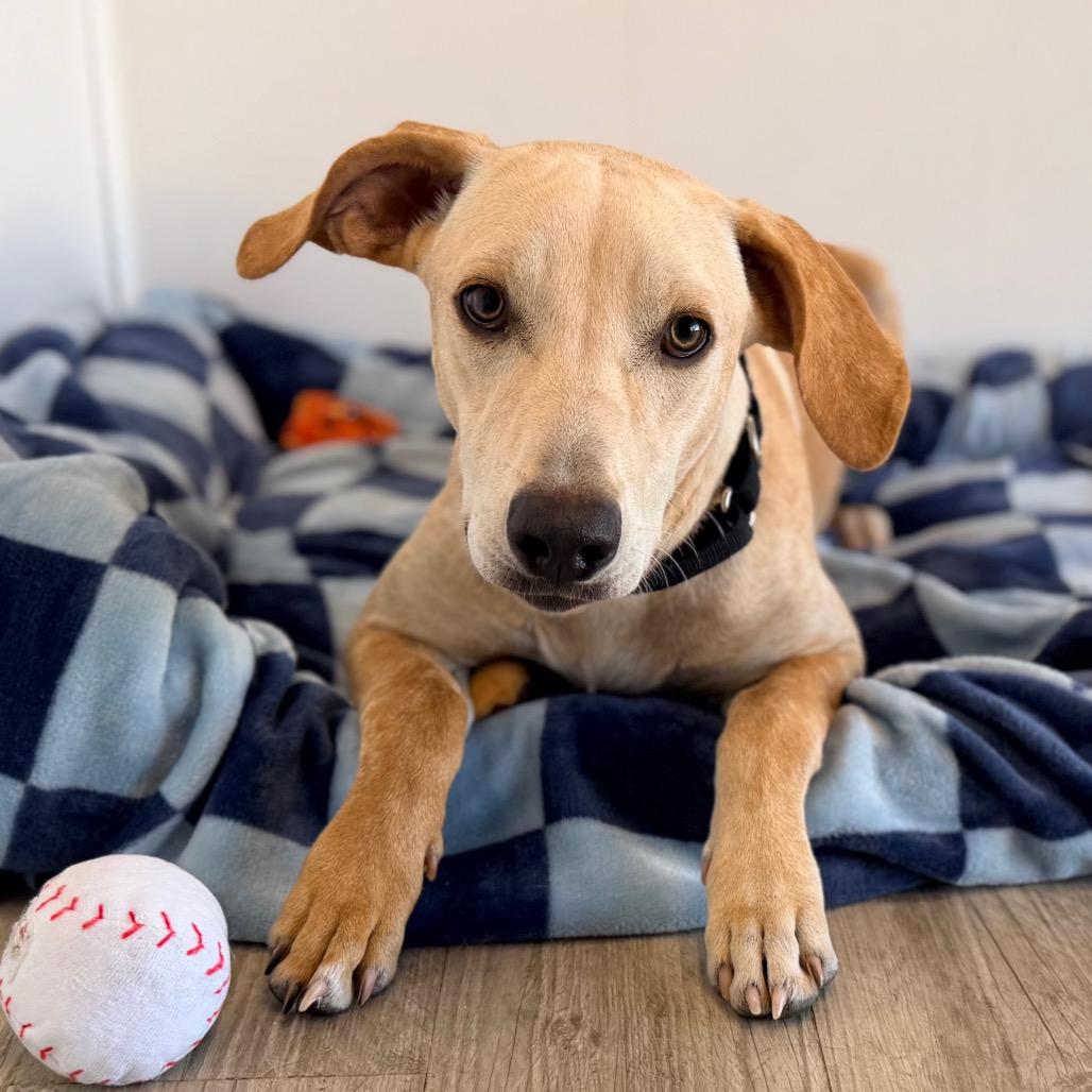 Enlarge Carly, a Adoptable mixed breed in Green Bay, WI image 6/6