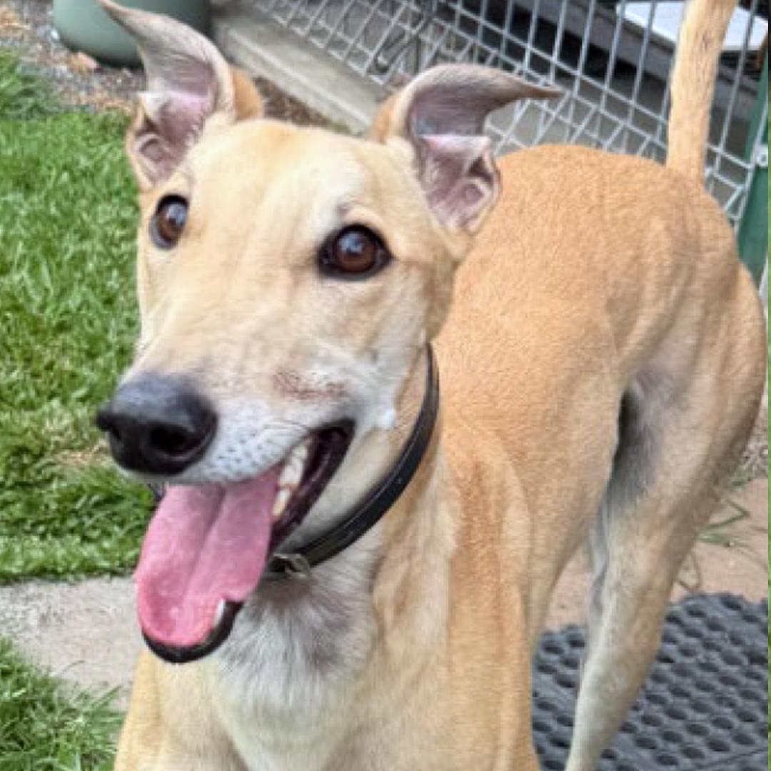 Oscar, Adopted, Adult Male Greyhound.