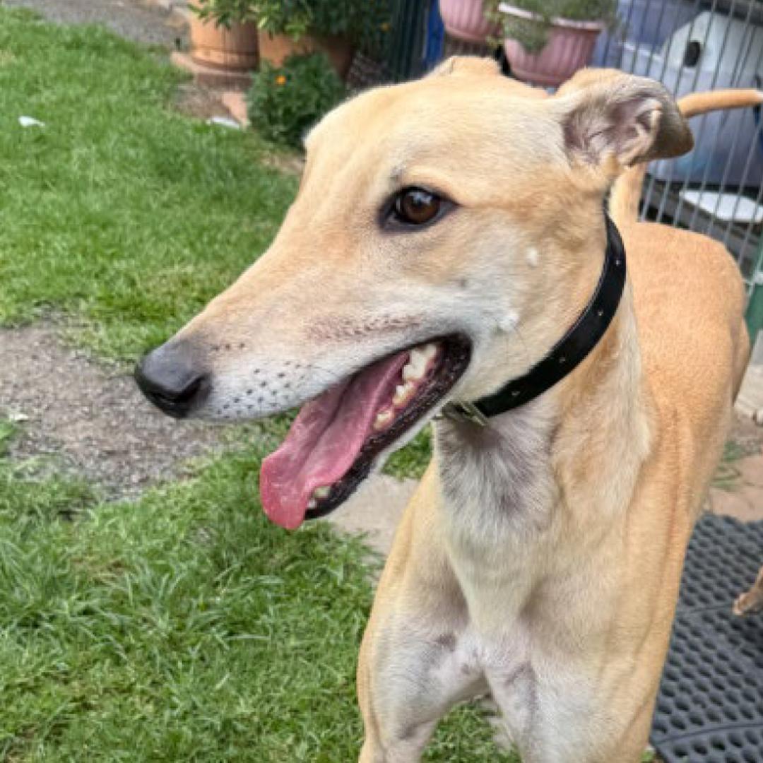 Enlarge Oscar, a Adopted Greyhound in Orange, CT image 2/4