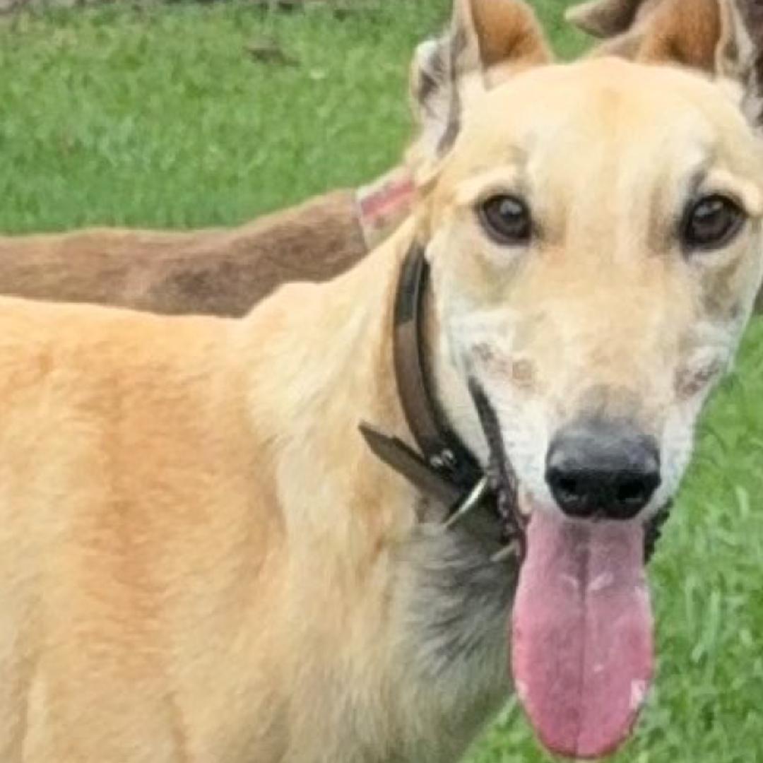 Enlarge Oscar, a Adopted Greyhound in Orange, CT image 4/4