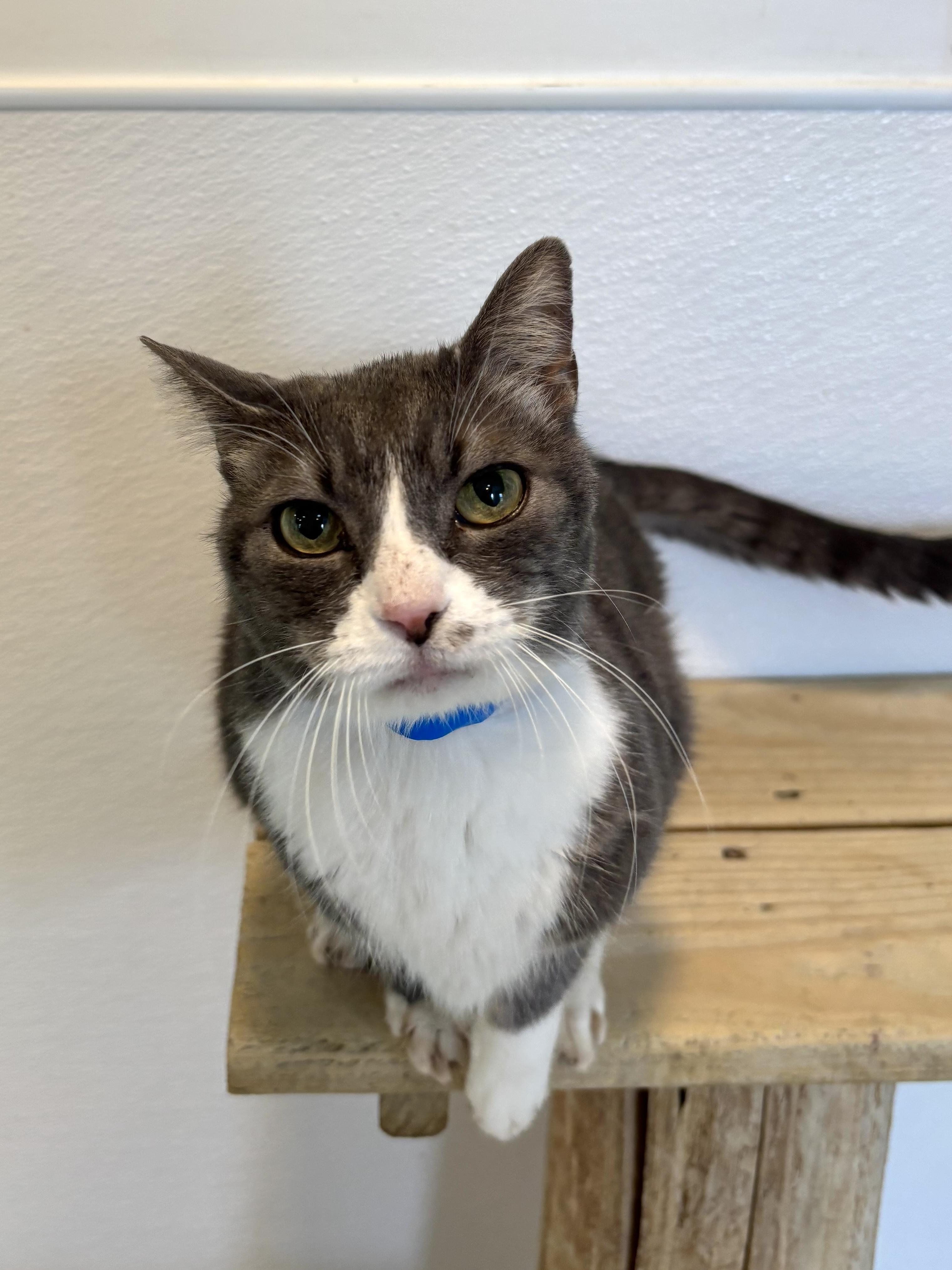 Enlarge Christian, a Adoptable Domestic Short Hair in Chicago, IL image 2/4