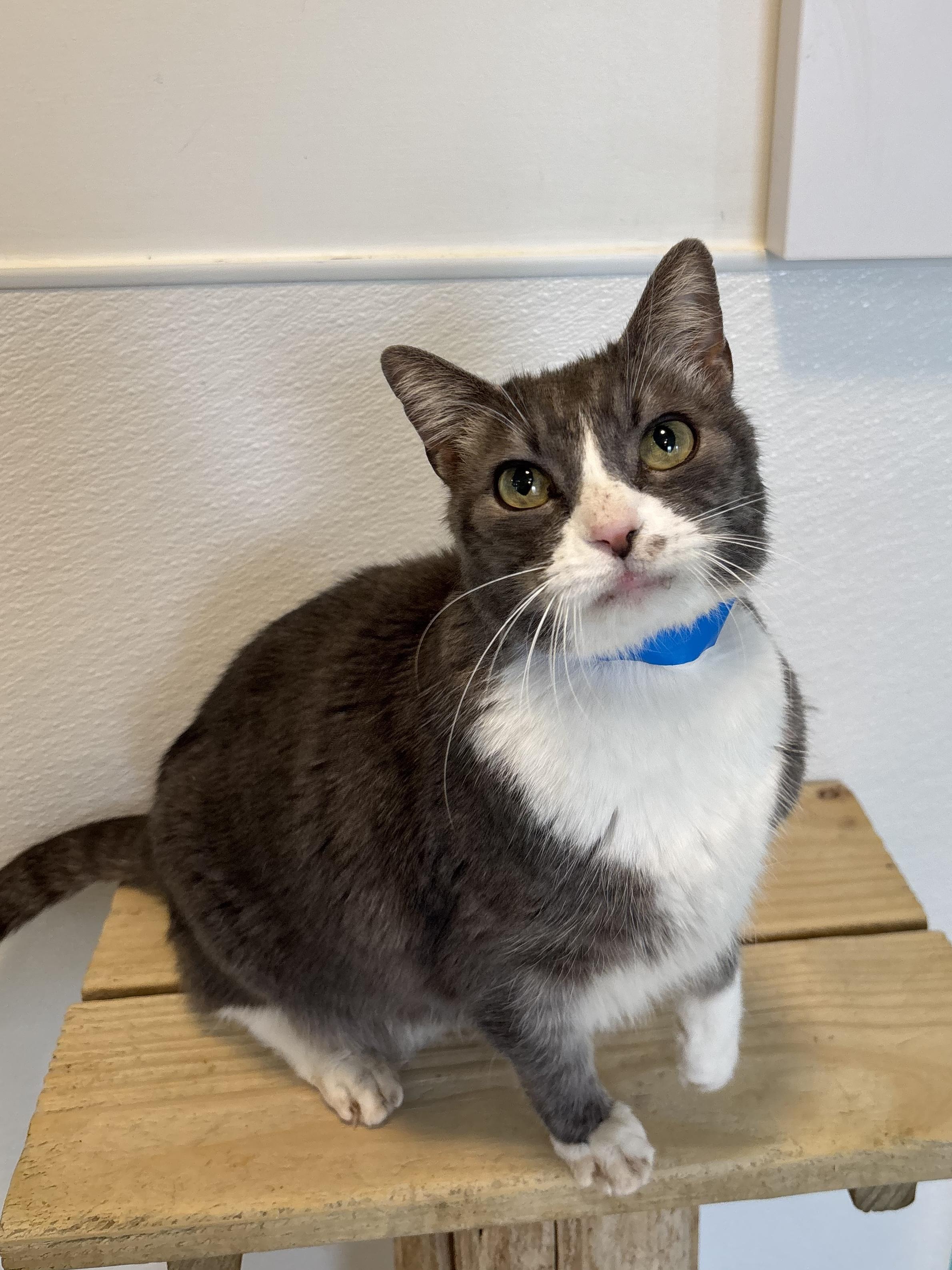 Enlarge Christian, a Adoptable Domestic Short Hair in Chicago, IL image 3/4