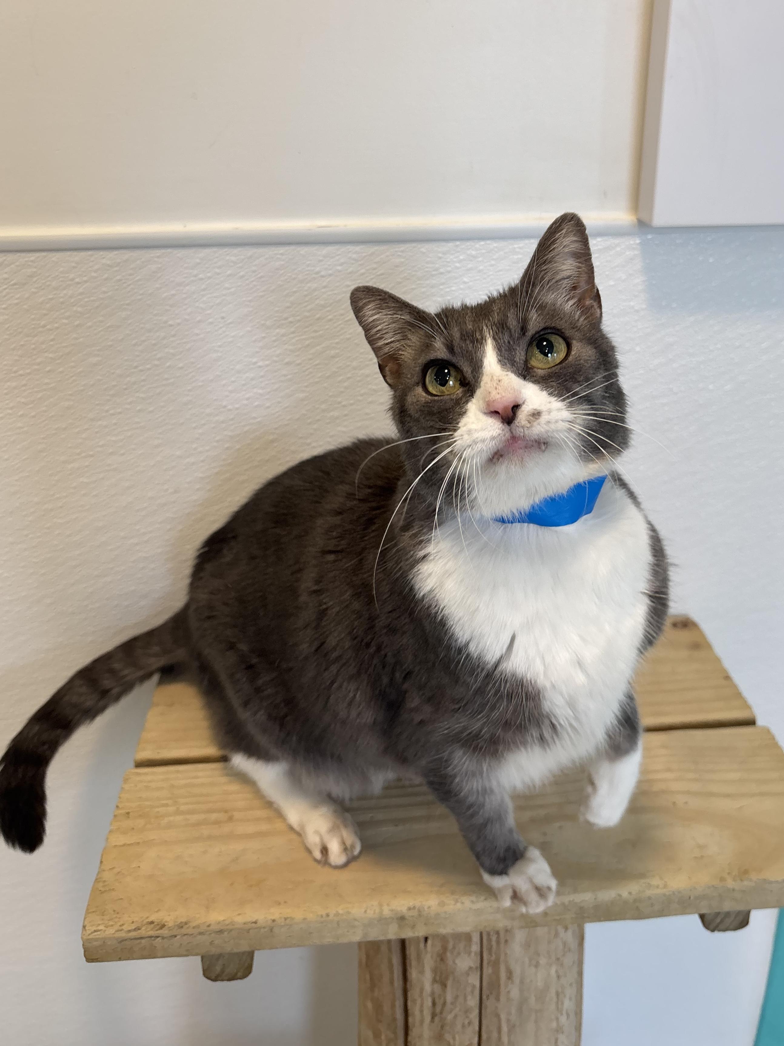 Enlarge Christian, a Adoptable Domestic Short Hair in Chicago, IL image 1/4