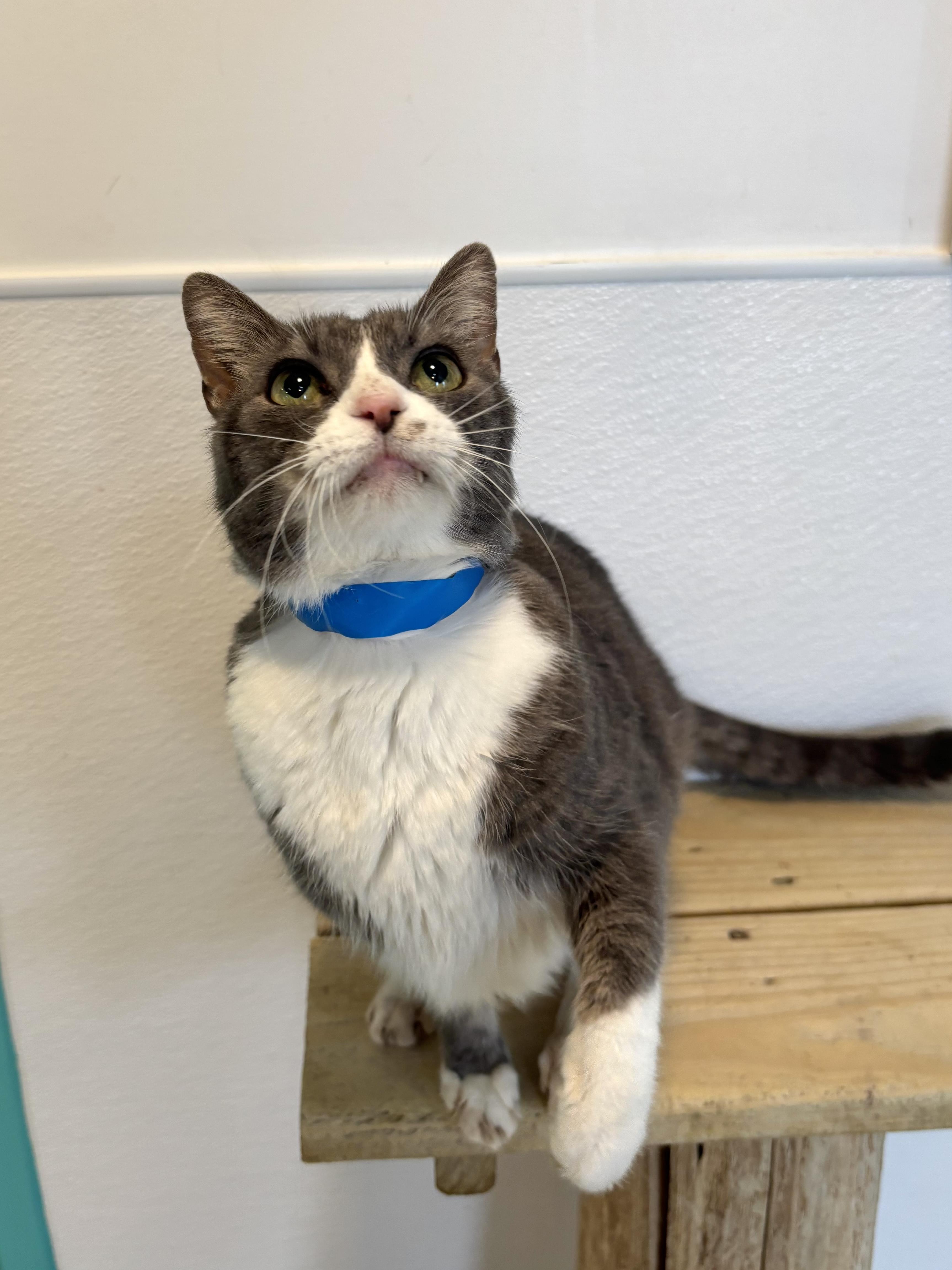 Enlarge Christian, a Adoptable Domestic Short Hair in Chicago, IL image 4/4