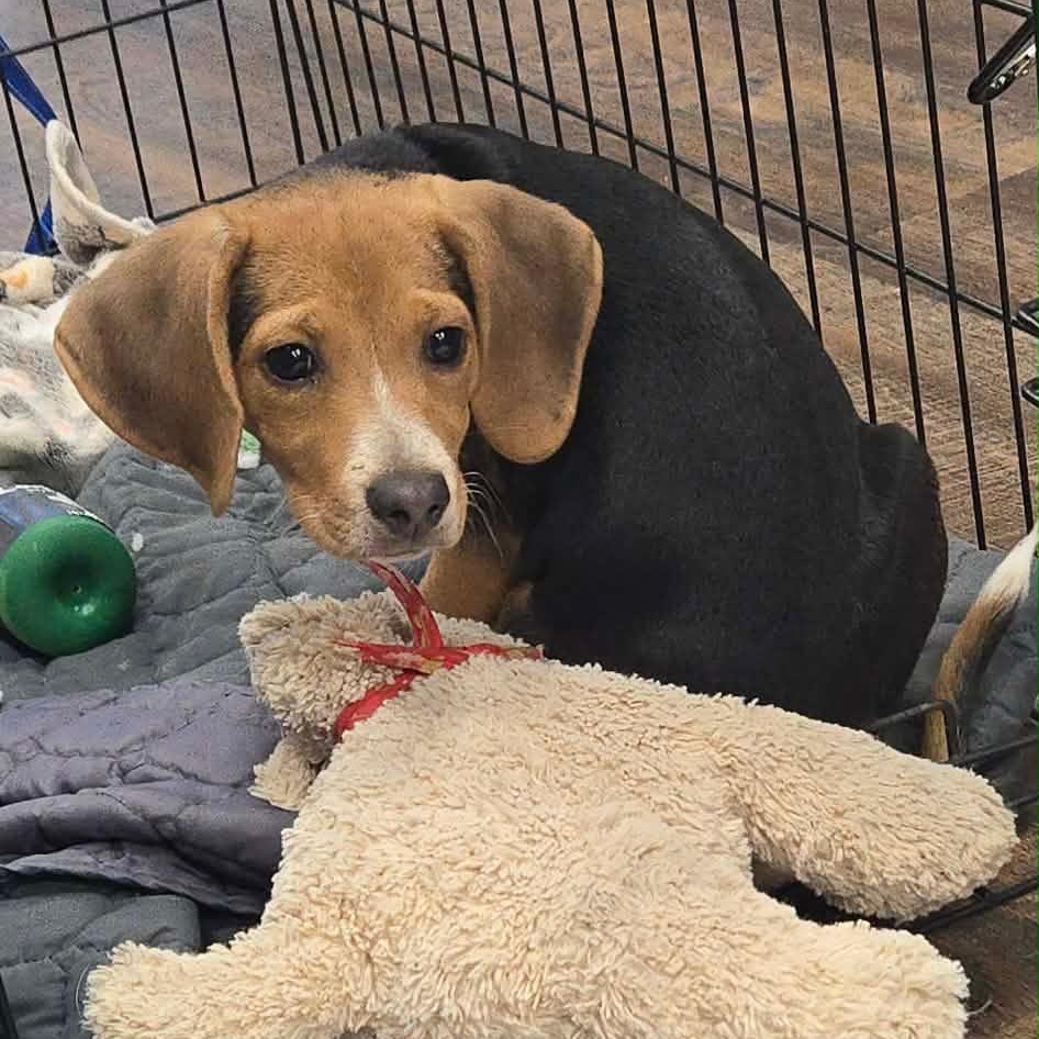 Enlarge Bumble, an adopted Beagle in Newfoundland, NJ image 3/5