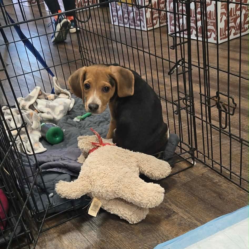 Enlarge Bumble, an adopted Beagle in Newfoundland, NJ image 5/5