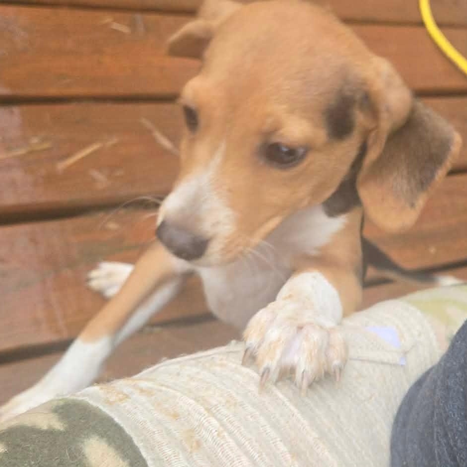 Enlarge Bumble, an adopted Beagle in Newfoundland, NJ image 1/5