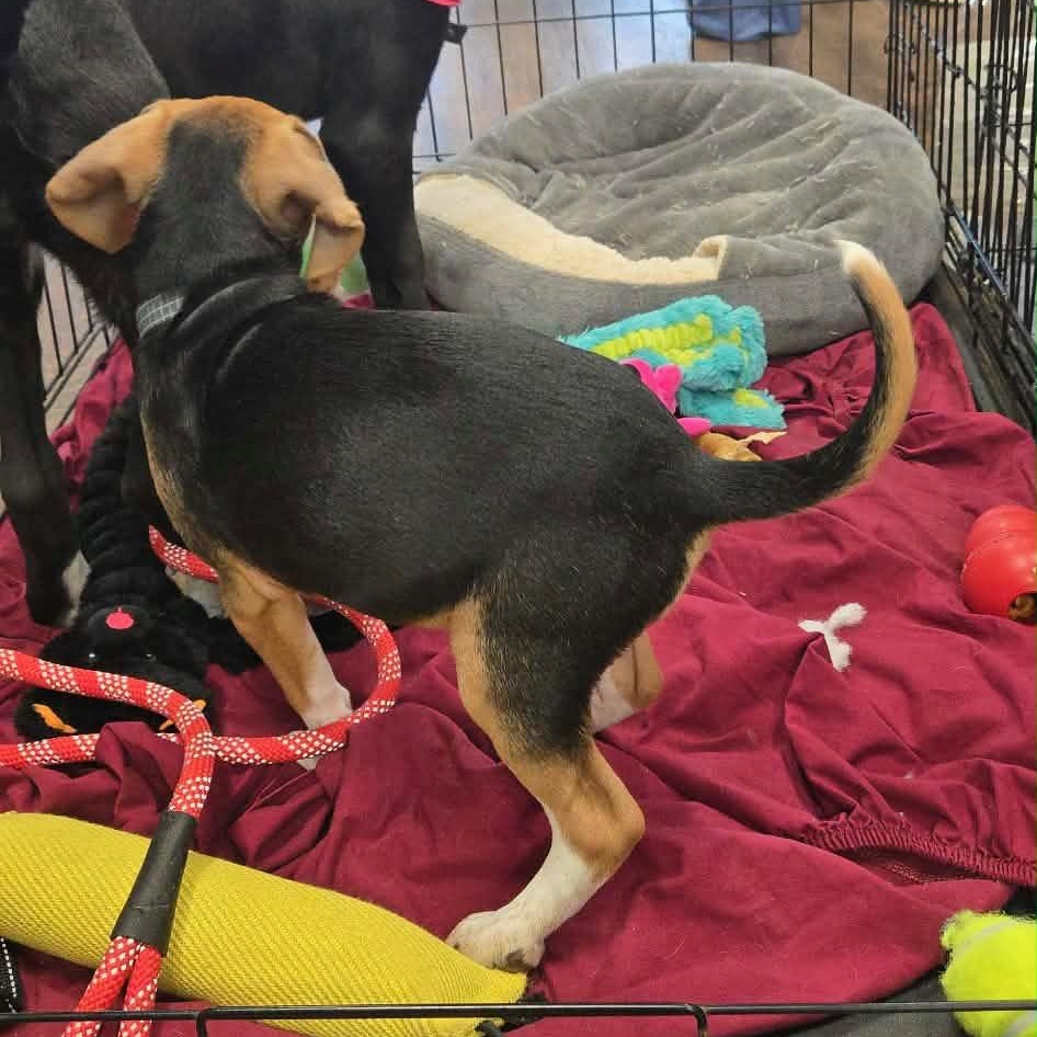 Enlarge Bumble, an adopted Beagle in Newfoundland, NJ image 2/5