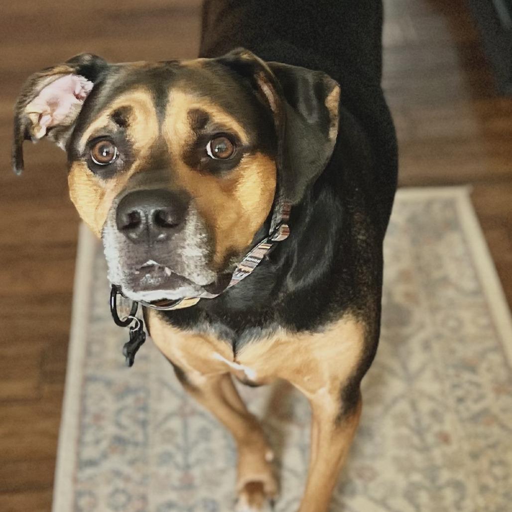 Enlarge Dobby, a Adoptable mixed breed in Amelia, OH image 1/1