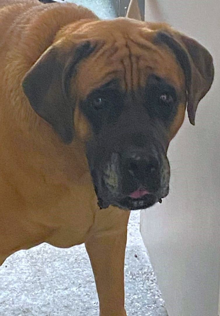 FRANCHESCA, Adoptable, Young Female Mastiff.