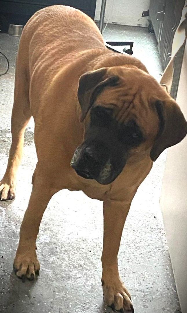 FRANCHESCA, a Adoptable Mastiff in Los Angeles, CA image 2/3
