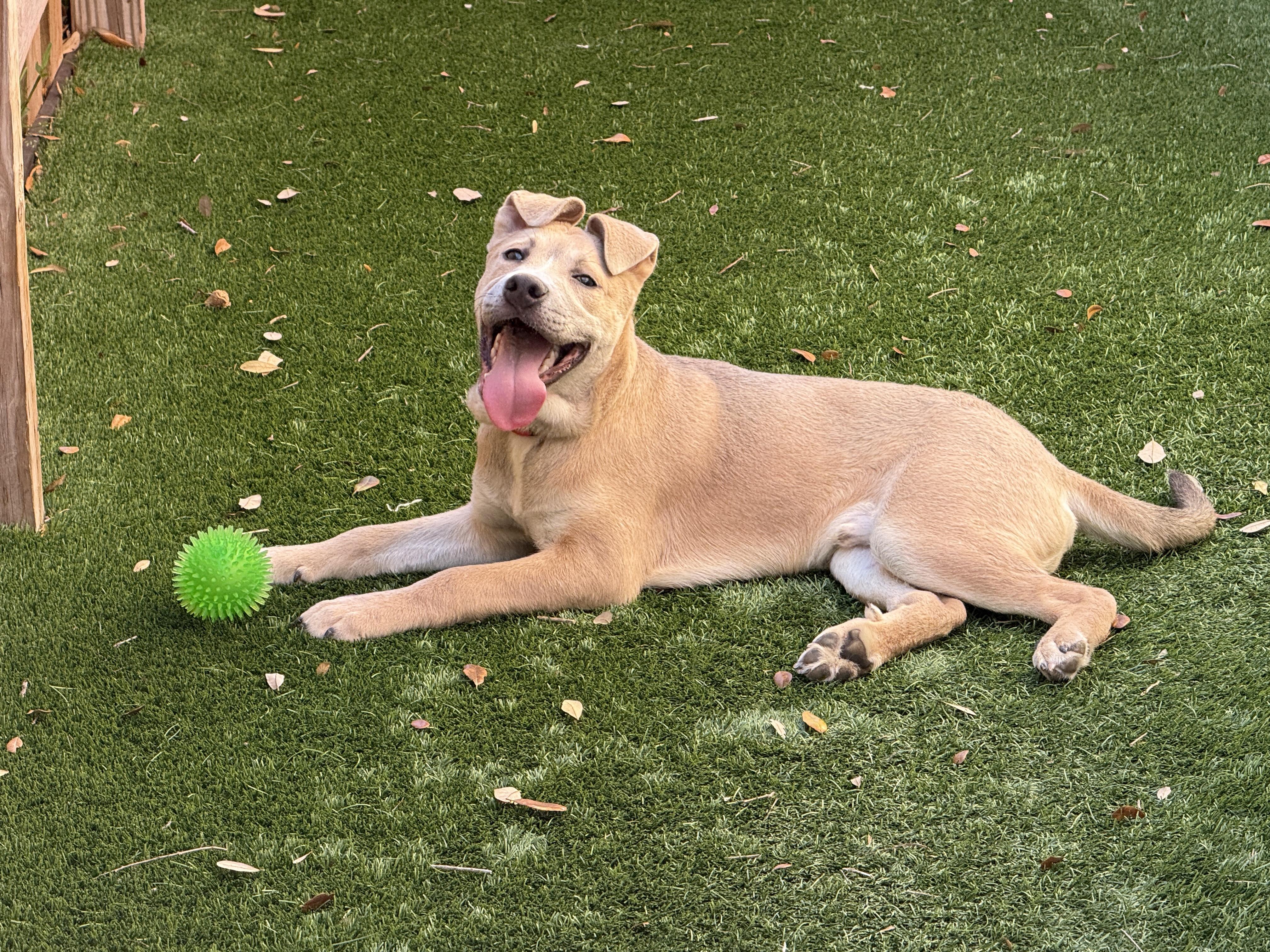 Mack, a Adoptable mixed breed in Houston, TX image 4/6