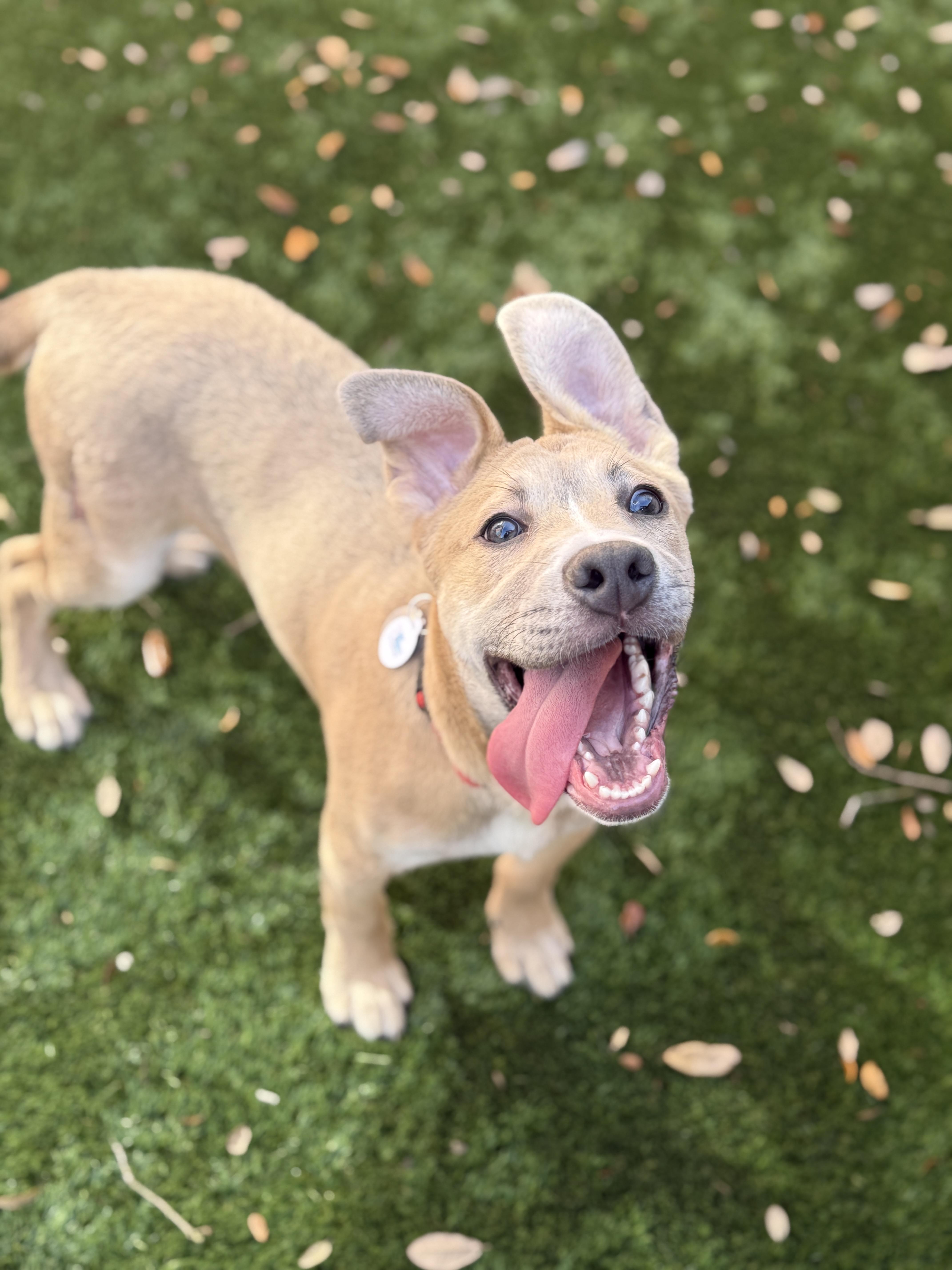 Mack, a Adoptable mixed breed in Houston, TX image 3/6