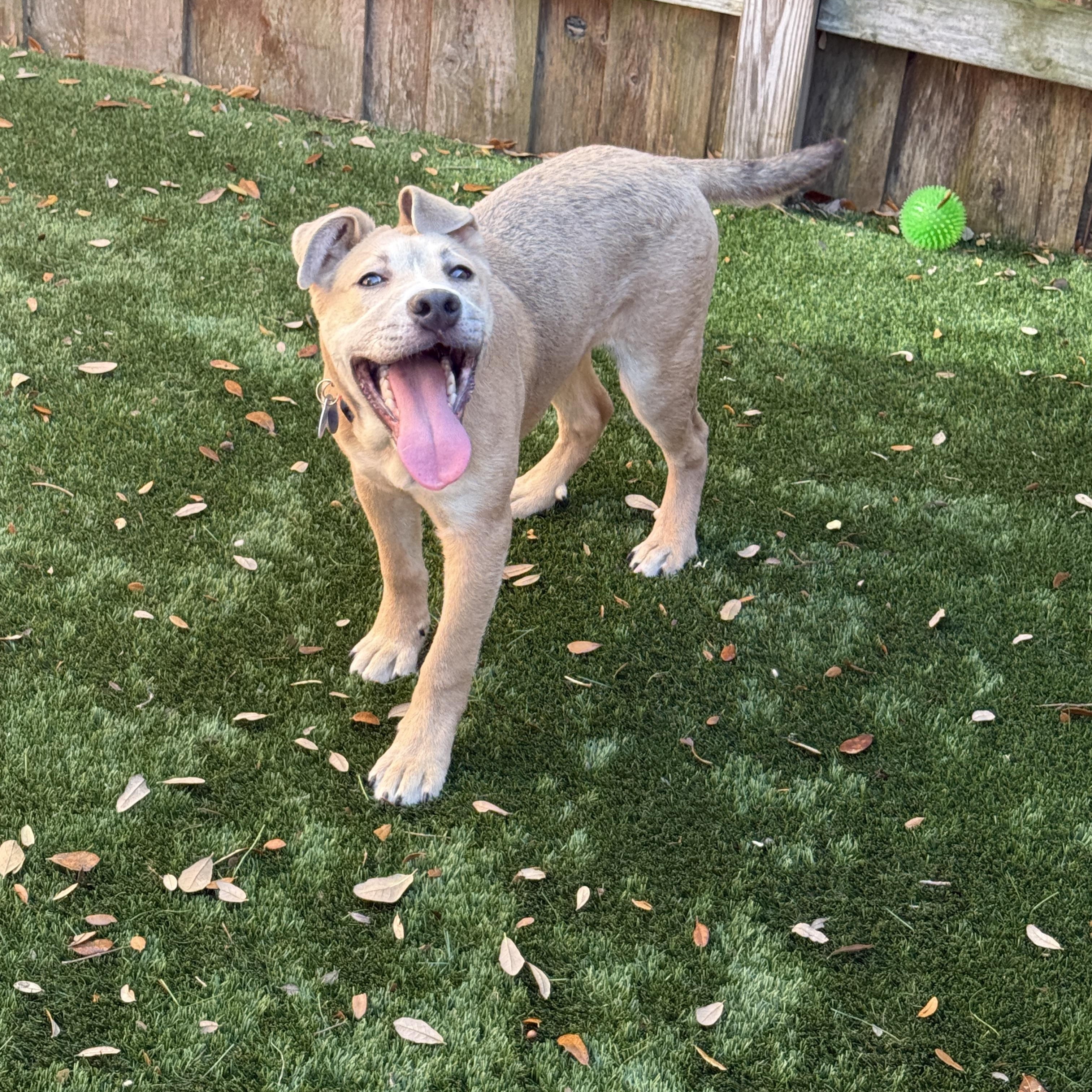 Mack, a Adoptable mixed breed in Houston, TX image 5/6