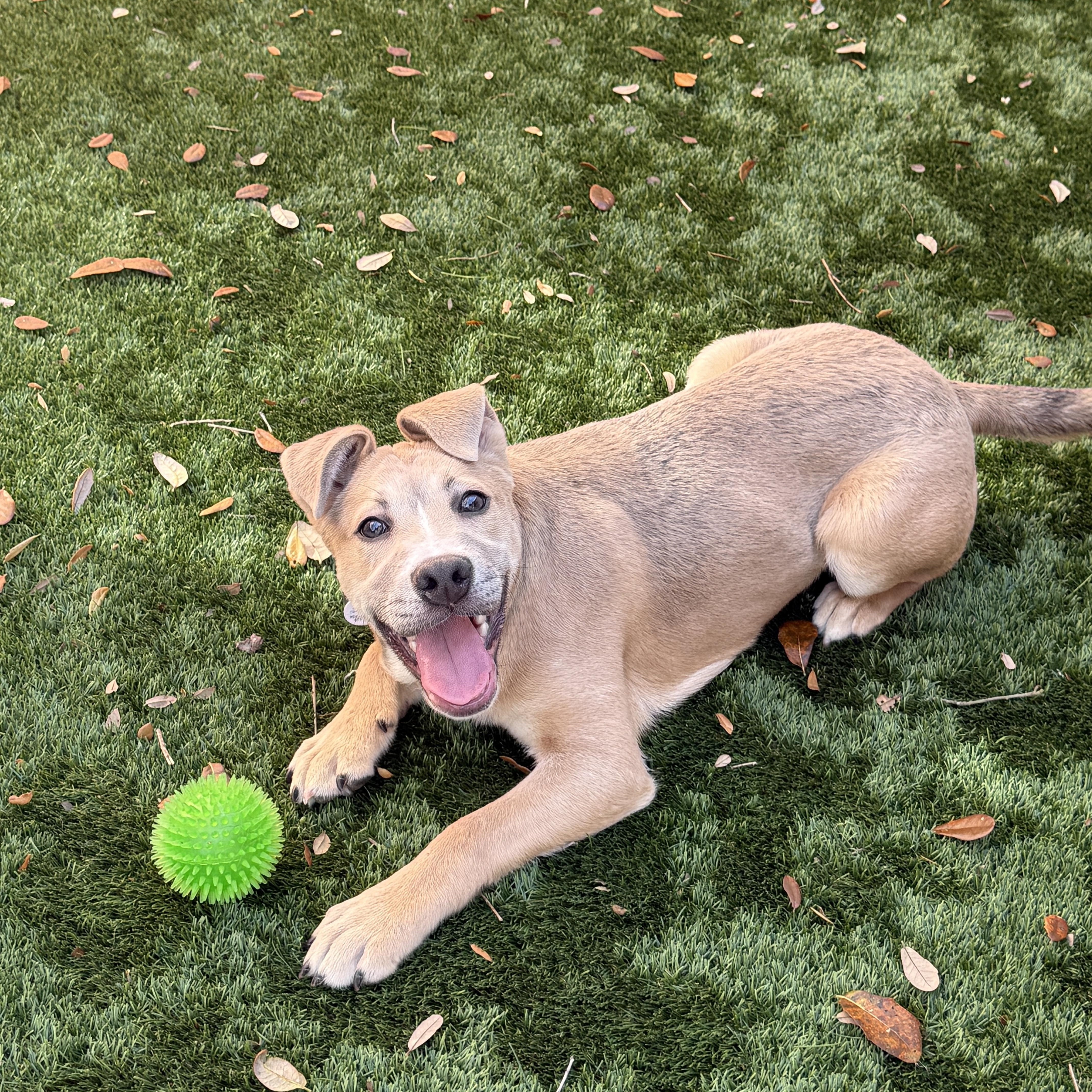 Mack, Adoptable, Young Male Labrador Retriever & Hound.