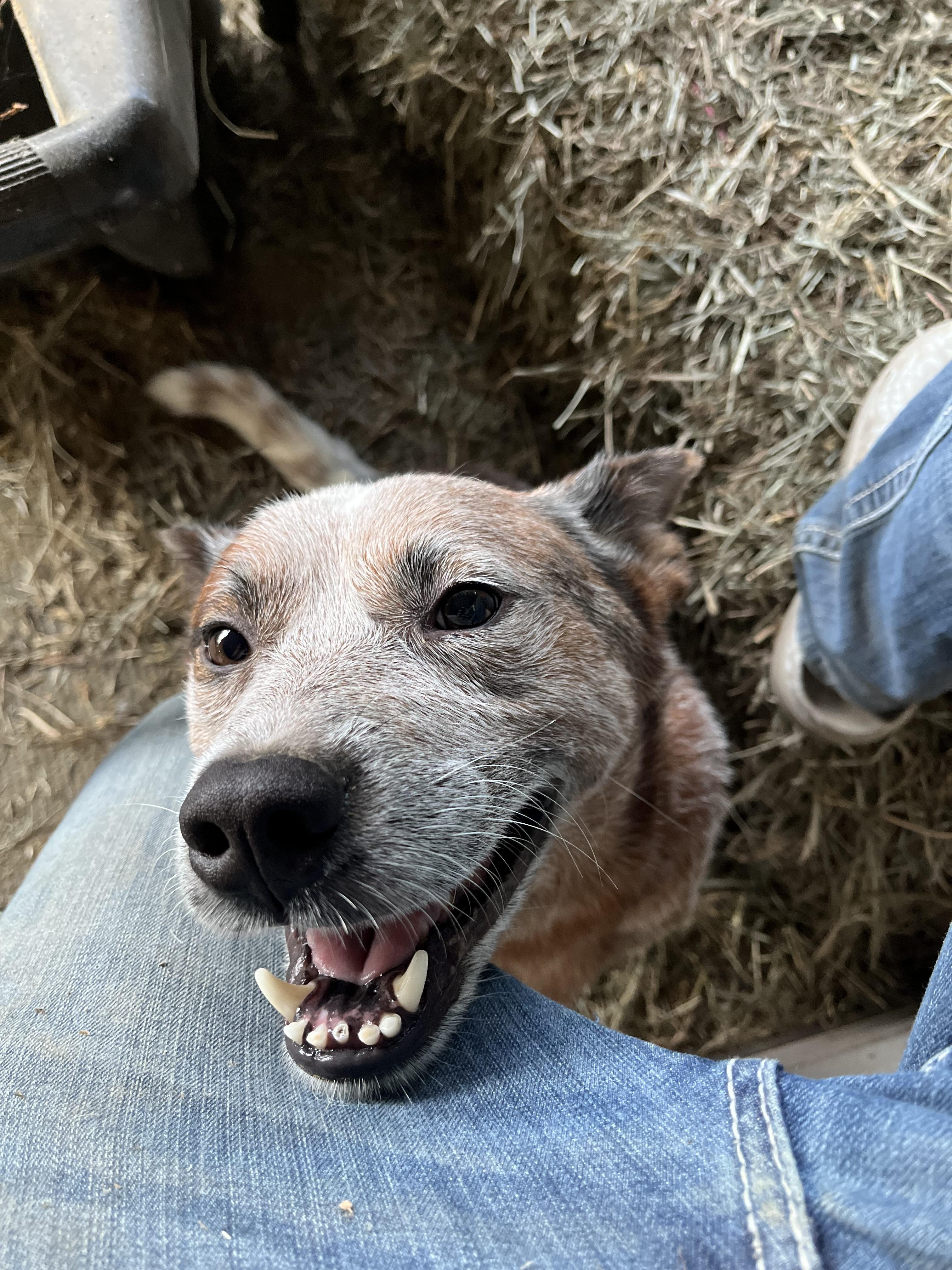 Oakley, Adoptable, Adult Male Australian Cattle Dog / Blue Heeler.