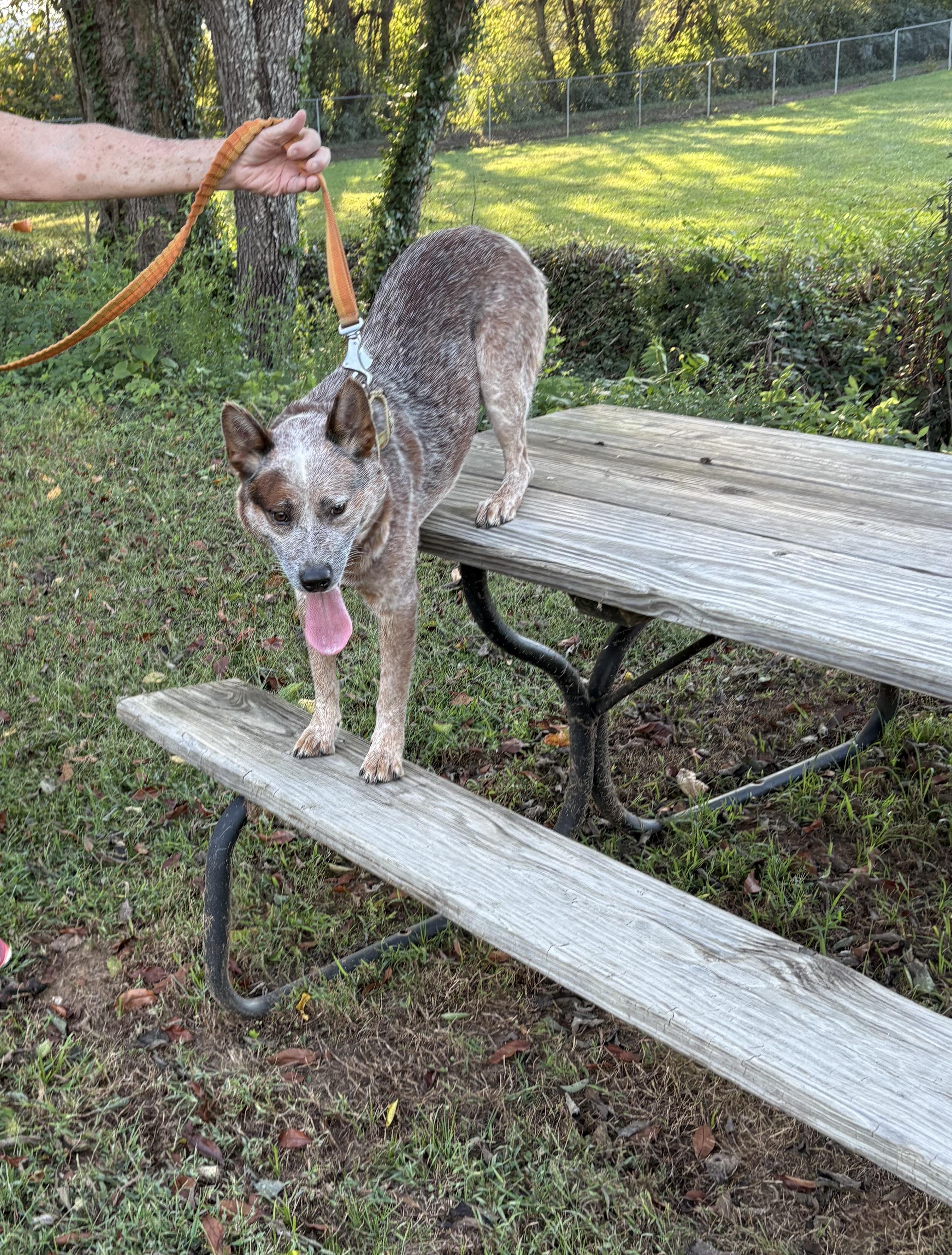 Oakley, a Adoptable Australian Cattle Dog / Blue Heeler in Knoxville, TN image 3/6