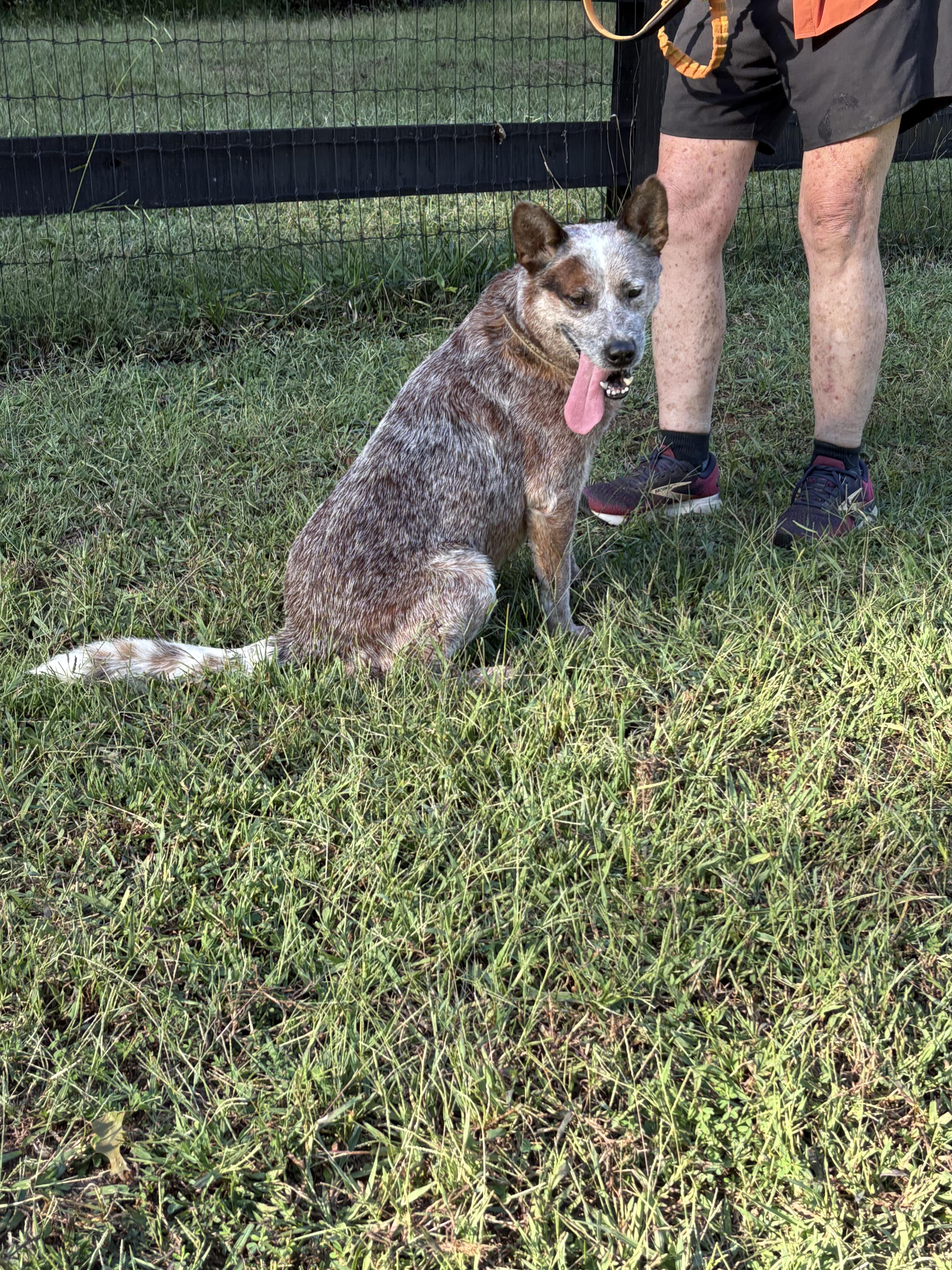 Oakley, a Adoptable Australian Cattle Dog / Blue Heeler in Knoxville, TN image 4/6