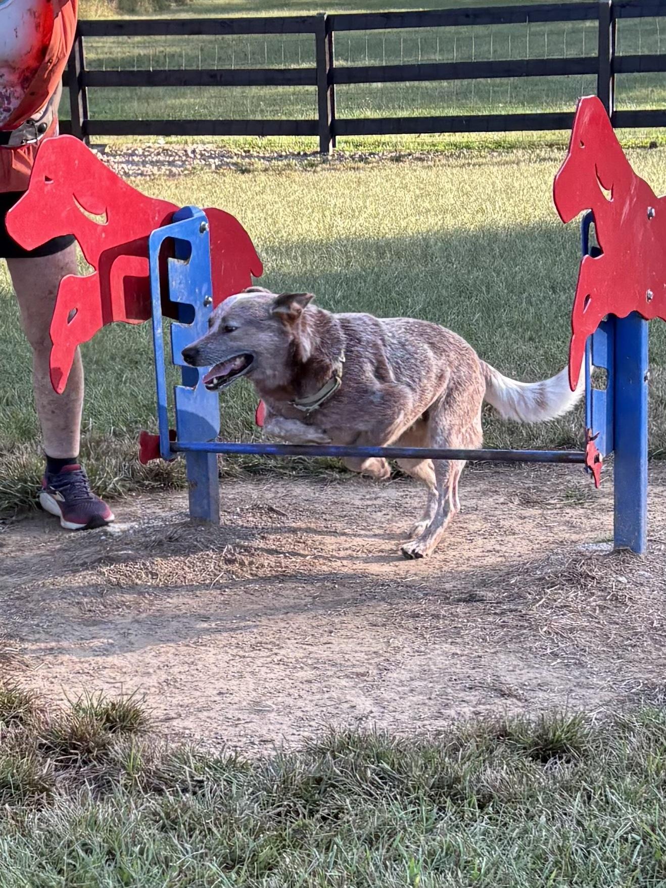 Oakley, a Adoptable Australian Cattle Dog / Blue Heeler in Knoxville, TN image 5/6