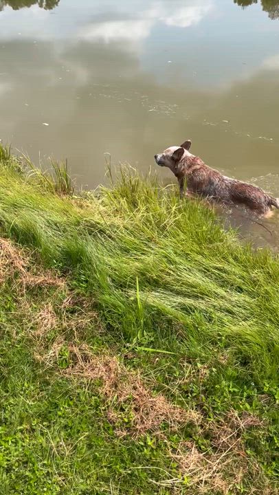 Enlarge Oakley, a Adoptable Australian Cattle Dog / Blue Heeler in Knoxville, TN video 6/6