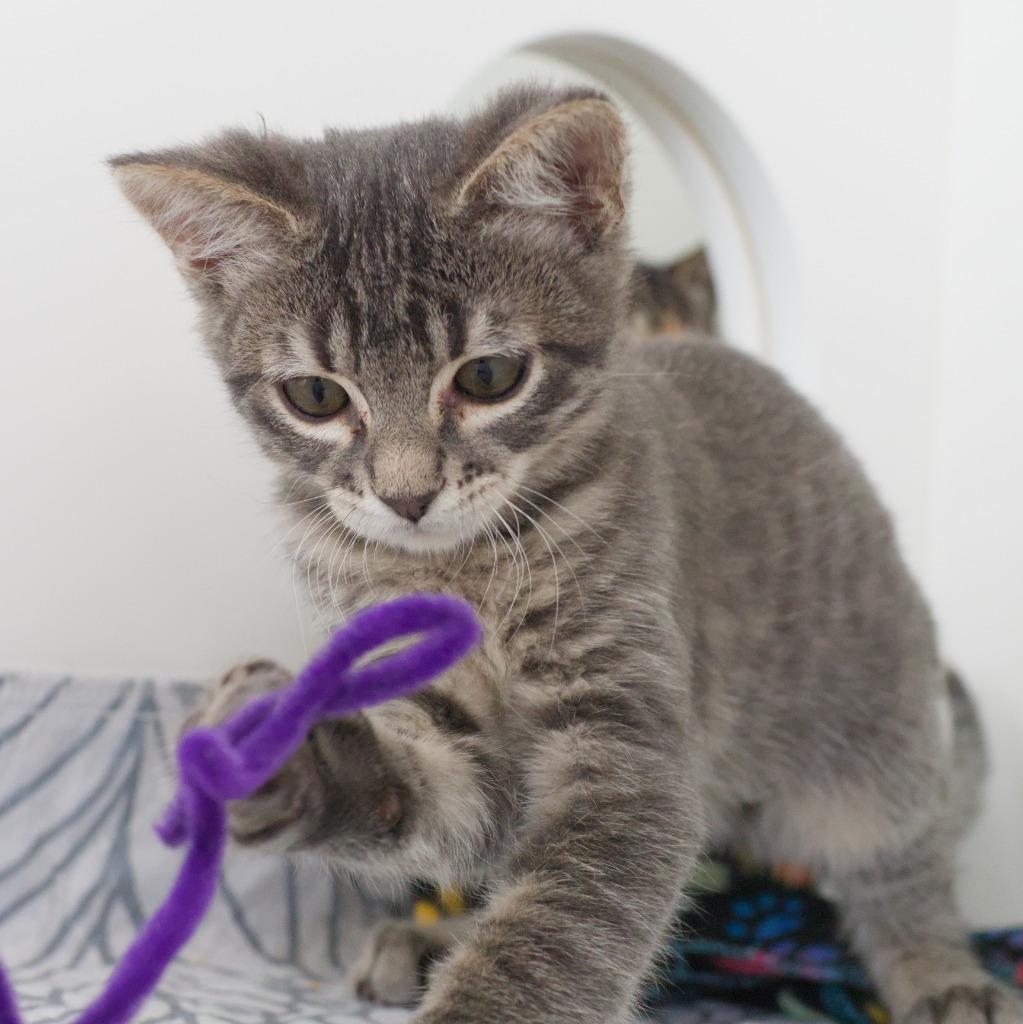 Stewie (and Missy), Adoptable, Kitten Male Domestic Short Hair.