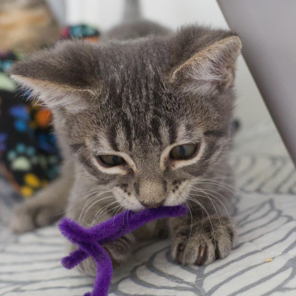 Stewie (and Missy), a Adoptable mixed breed in Shoreline, WA image 2/6